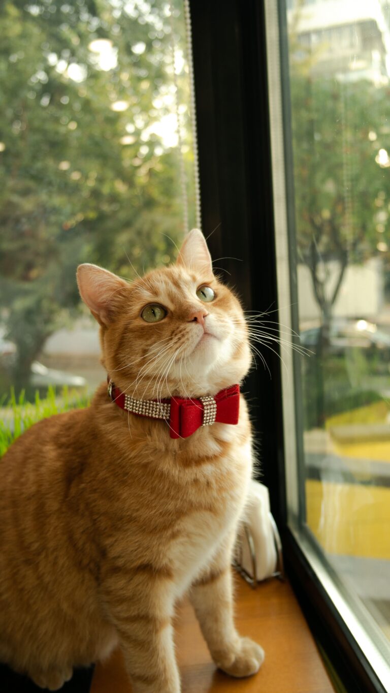 LEO-cafe