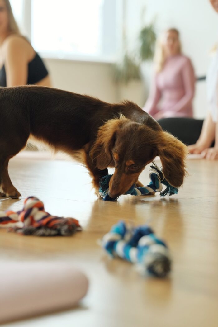YOGA&DOGA